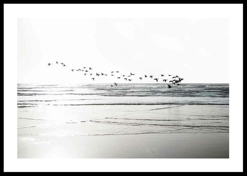 Birds Over Beach-12