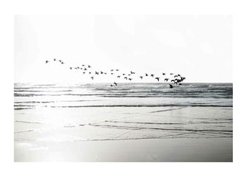 Plagát Birds Over Beach
