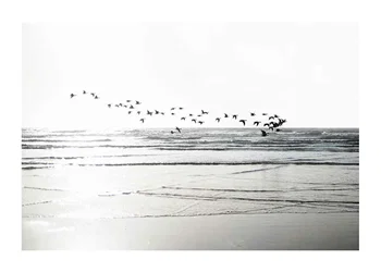 Poster Birds Over Beach