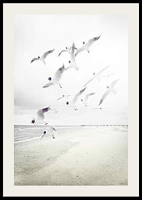 Photograph of laughing gulls taking off from a bright beach-2