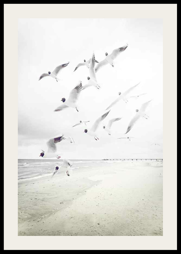 Photograph of laughing gulls taking off from a bright beach-12