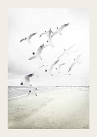 Photograph of laughing gulls taking off from a bright beach-3