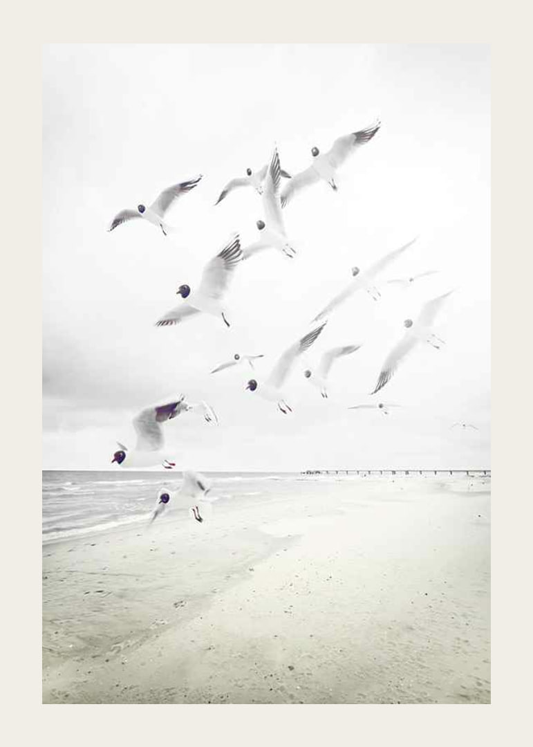 Photograph of laughing gulls taking off from a bright beach-12