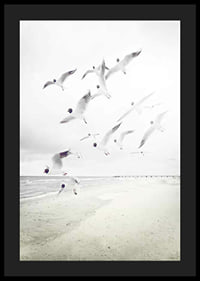 Photograph of laughing gulls taking off from a bright beach-4