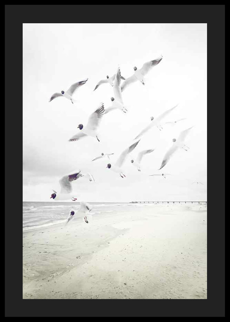 Photograph of laughing gulls taking off from a bright beach-12
