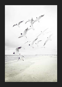 Photograph of laughing gulls taking off from a bright beach-5