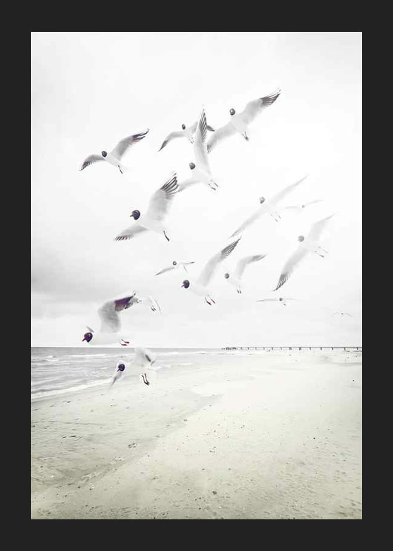 Photograph of laughing gulls taking off from a bright beach-12