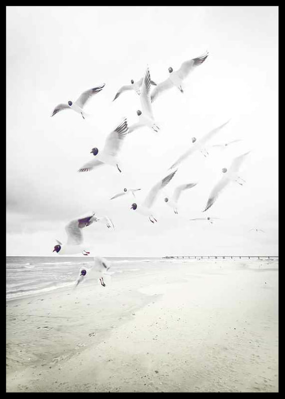 Photograph of laughing gulls taking off from a bright beach-12