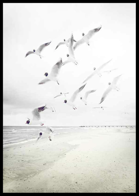 Black-Headed Seagulls-12