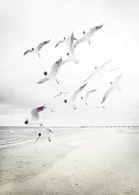 Photograph of laughing gulls taking off from a bright beach-7