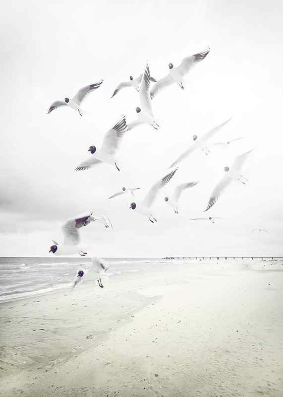 Photograph of laughing gulls taking off from a bright beach-12