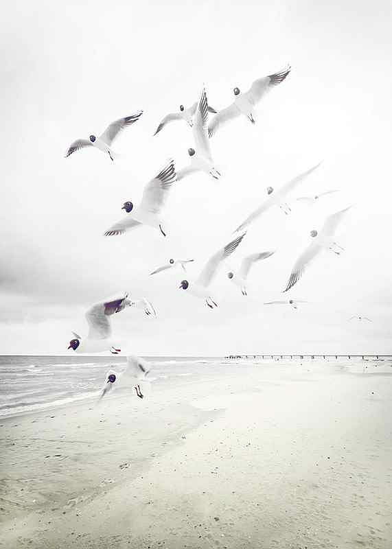 Black-Headed Seagulls-12