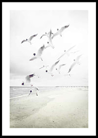 Photograph of laughing gulls taking off from a bright beach-0