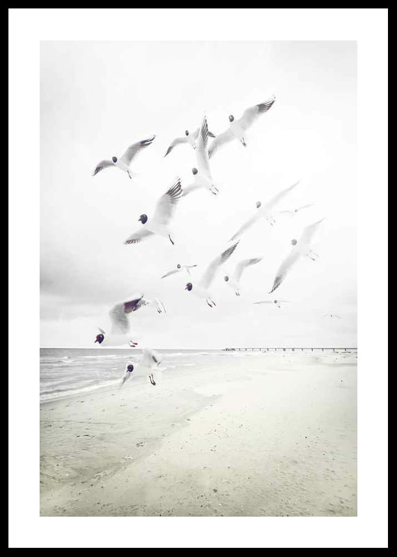 Black-Headed Seagulls-12