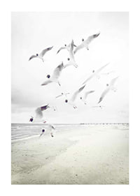Photograph of laughing gulls taking off from a bright beach-1