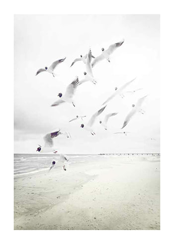 Poster Black-Headed Seagulls