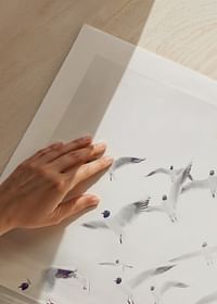 Black-Headed Seagulls-5