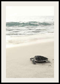 Fotografia di una tartaruga marina su una spiaggia di sabbia chiara in riva al mare-2