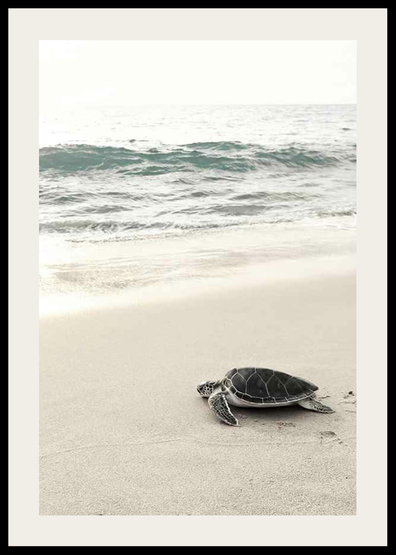 Fotografia di una tartaruga marina su una spiaggia di sabbia chiara in riva al mare-12