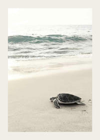 Fotografia di una tartaruga marina su una spiaggia di sabbia chiara in riva al mare-3