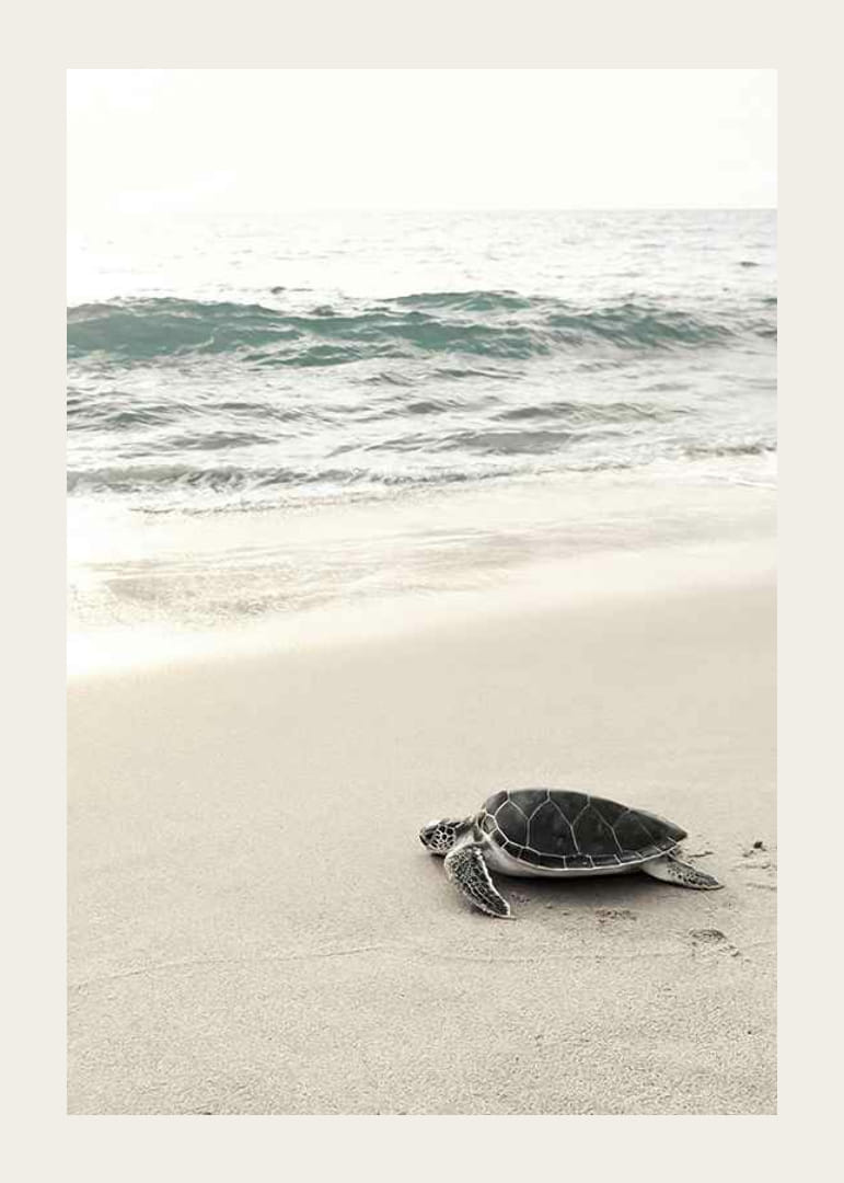 Fotografia di una tartaruga marina su una spiaggia di sabbia chiara in riva al mare-12