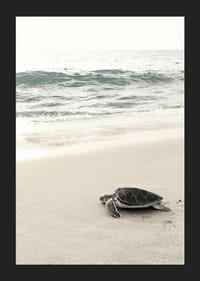Fotografia di una tartaruga marina su una spiaggia di sabbia chiara in riva al mare-5