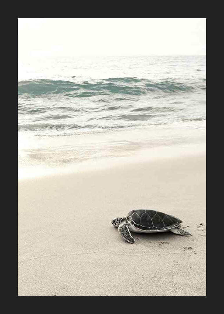 Fotografia di una tartaruga marina su una spiaggia di sabbia chiara in riva al mare-12