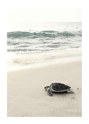 Poster Sea Turtle On Beach