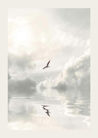 Photographic seagull flying over calm water with clouds-3