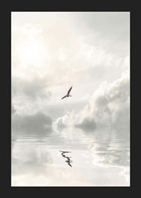 Photographic seagull flying over calm water with clouds-5