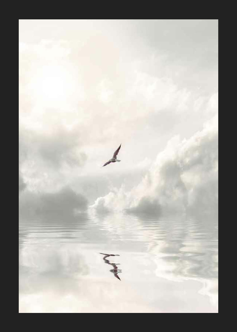 Photographic seagull flying over calm water with clouds-12