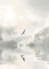 Photographic seagull flying over calm water with clouds-7