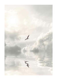 Photographic seagull flying over calm water with clouds-1
