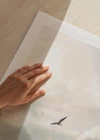 Photographic seagull flying over calm water with clouds-9