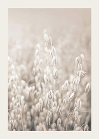 Fotografi af havreneg i beige toner med blød sløring-3