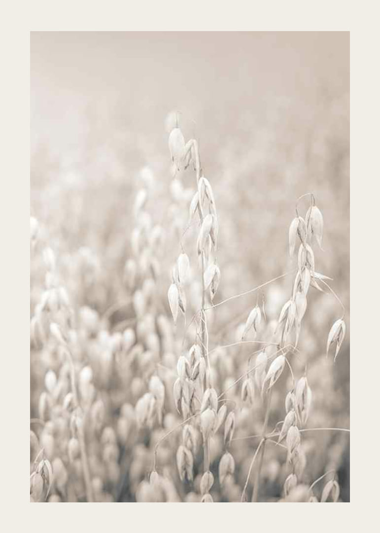 Fotografi av havreskorn i beige toner med myk uskarphet-12