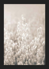 Fotografi av havreskorn i beige toner med myk uskarphet-5