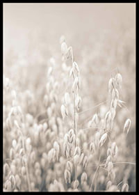 Fotografi af havreneg i beige toner med blød sløring-6
