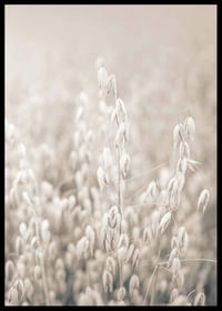 Oats No2-2
