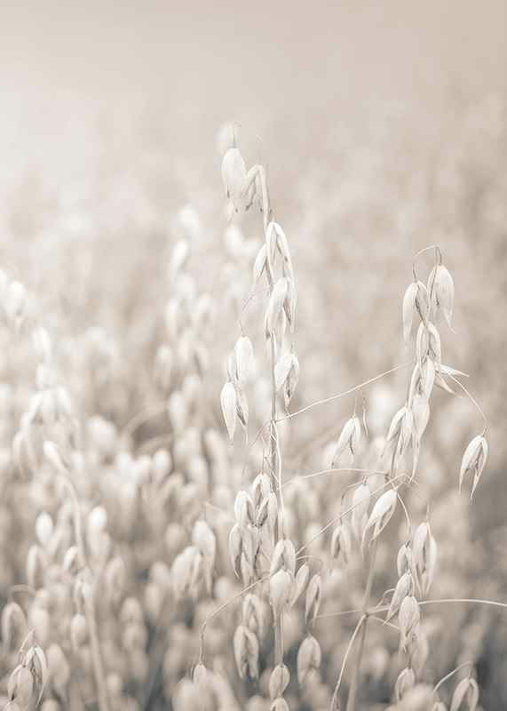 Oats No2-12