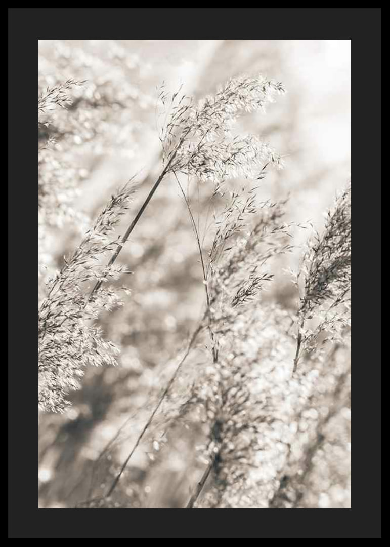 Fotografi av torkat gräs i mjuka beige toner, närbild-12