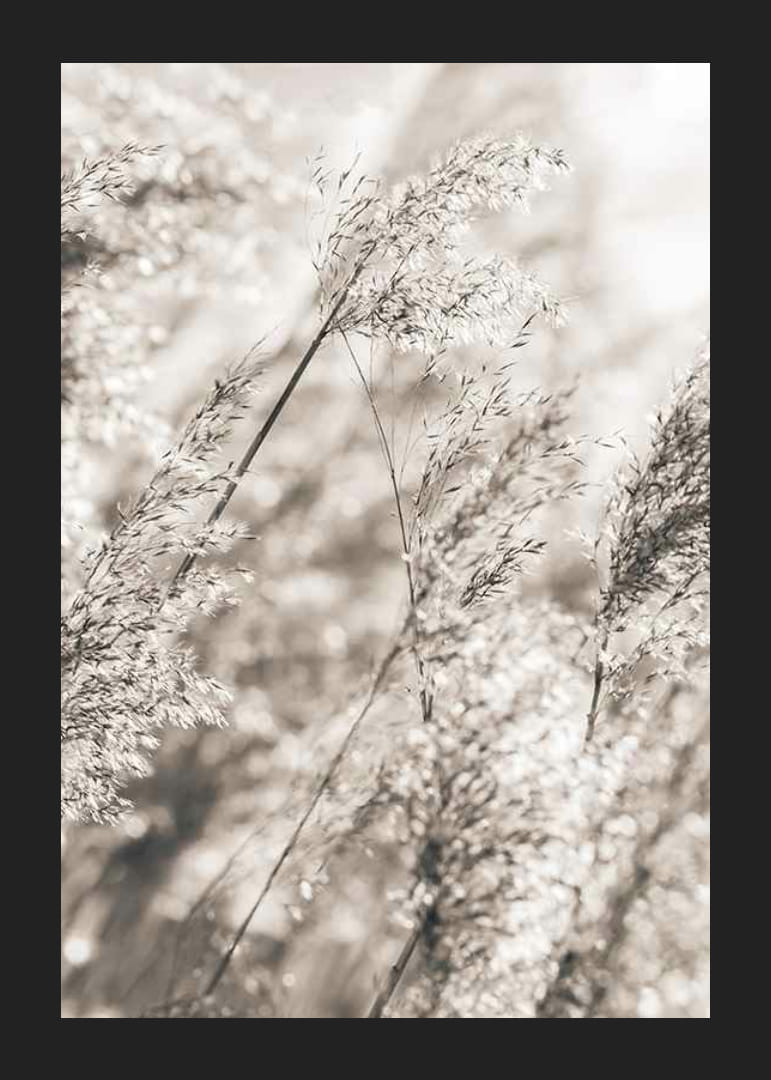 Fotografía de hierba seca en suaves tonos beige, primer plano.-12