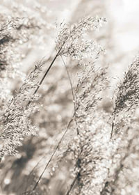 Fotografi av torkat gräs i mjuka beige toner, närbild-7