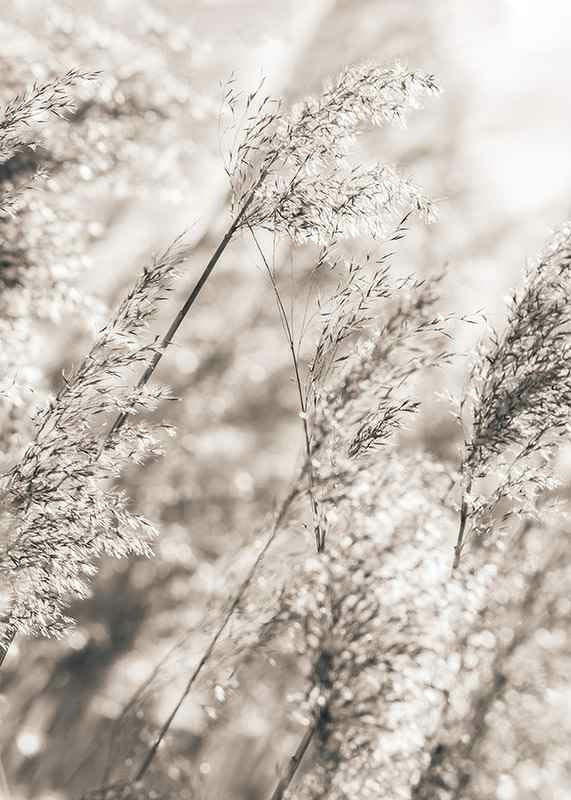 Fotografi av torkat gräs i mjuka beige toner, närbild-12