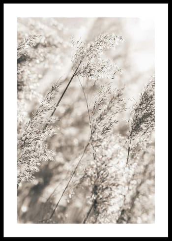 Poster Dried Plants No3