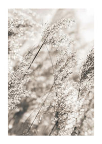 Fotografi av torkat gräs i mjuka beige toner, närbild-1