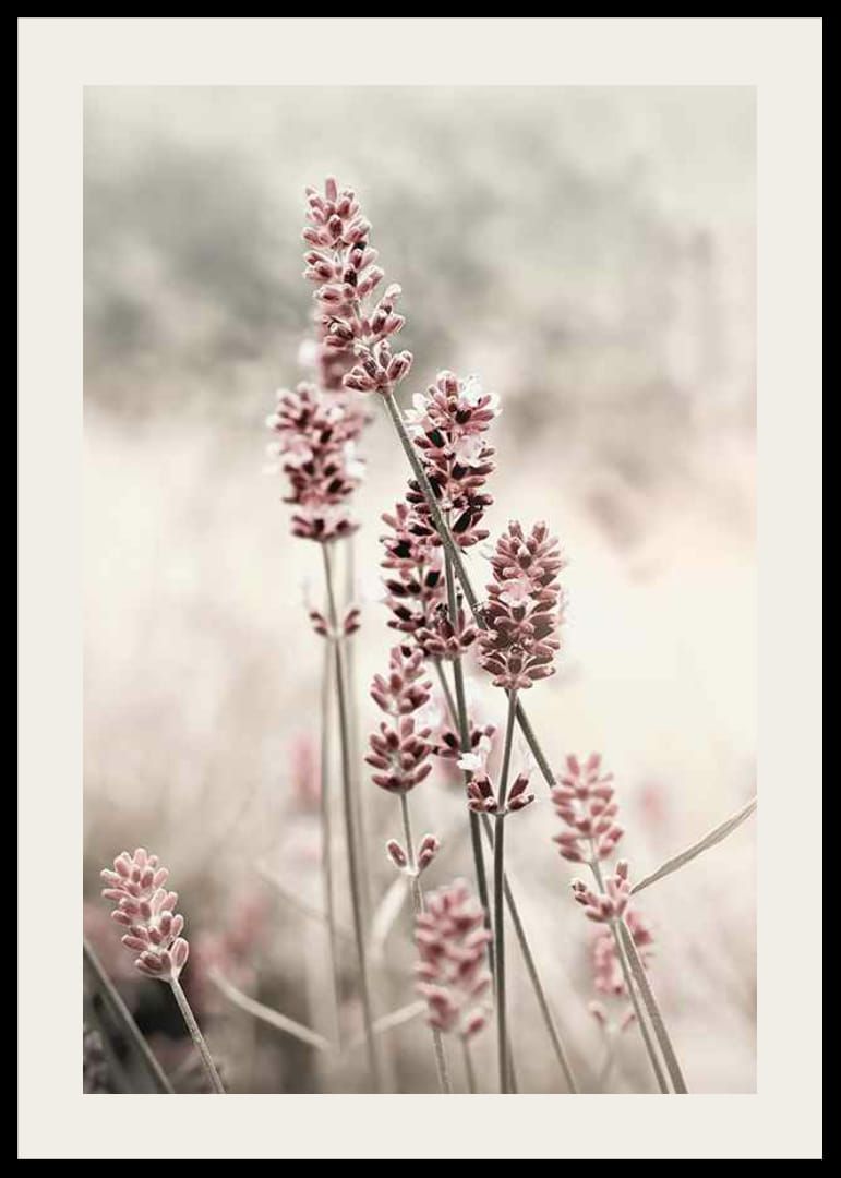 Photographic close-up of dried lavender in pink tones-12