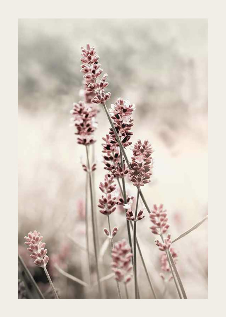 Photographic close-up of dried lavender in pink tones-12
