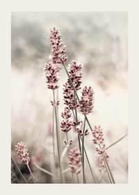 Photographic close-up of dried lavender in pink tones-3
