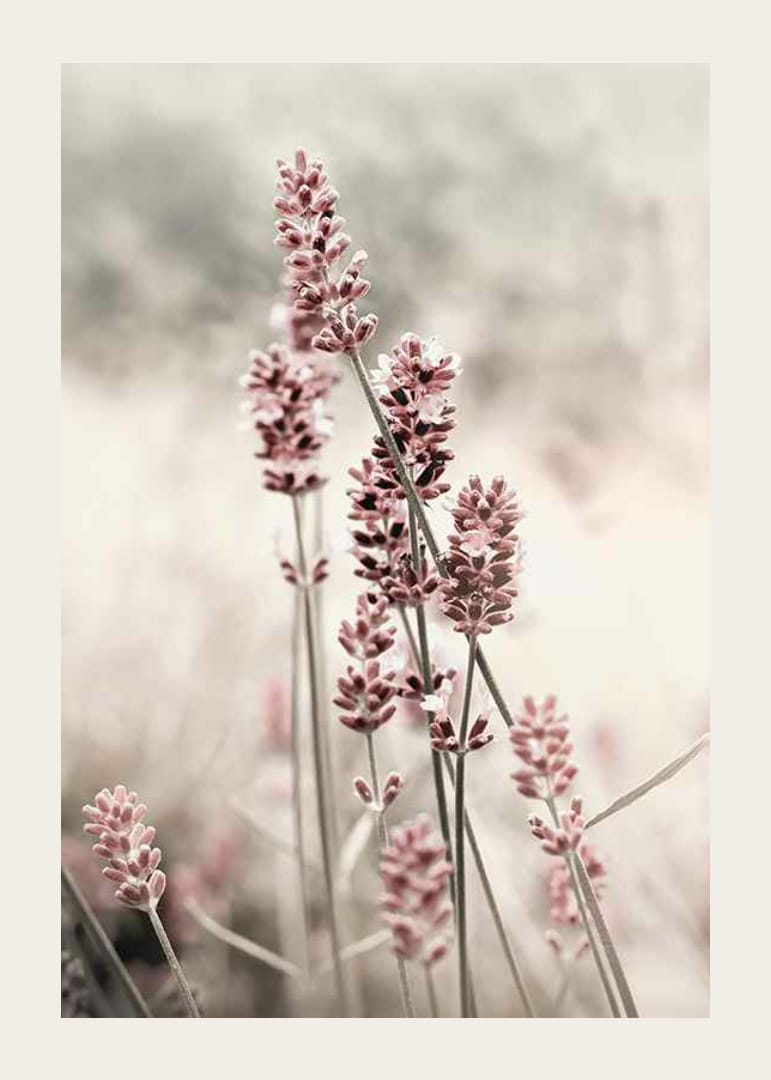Photographic close-up of dried lavender in pink tones-12